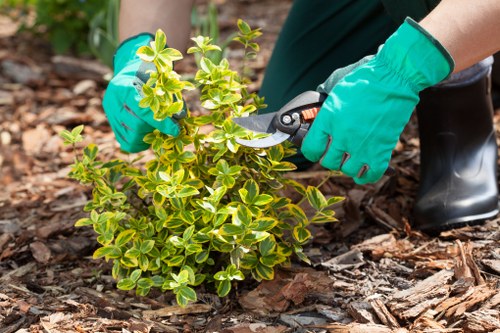Gardeners Upton Park introducing local outdoor care
