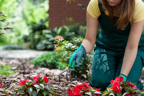 Tree pruning and crown reduction service in Upton Park