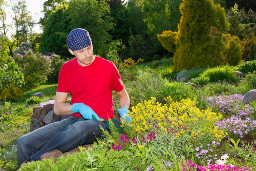 Healthy urban trees maintained by tree surgeons in Upton Park