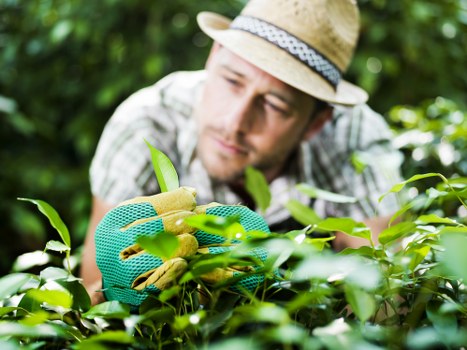 Seasonal lawn care work in an urban Upton Park garden