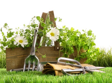 Professional lawn treatment for a local Upton Park property