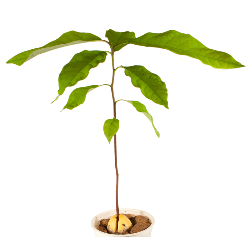 garden design Hedge trimming